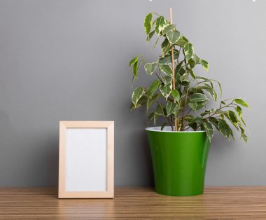 etli çiçek saksı içinde