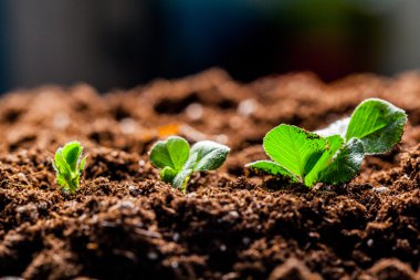 Mısır büyüyen alanında lahanası