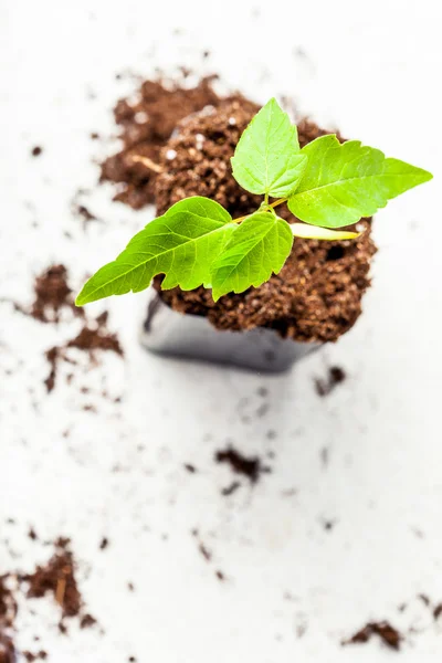 Sprout growing in soil — Stock Photo, Image