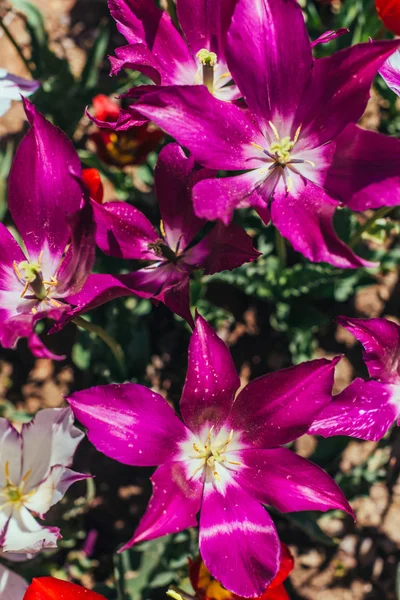 Tulipas bonitas no jardim — Fotografia de Stock