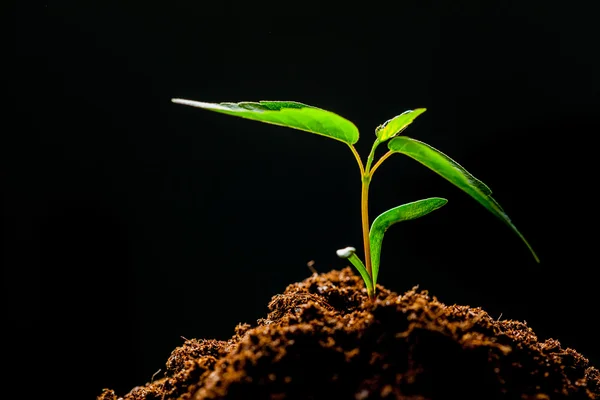 フィールドで成長のトウモロコシの芽 — ストック写真
