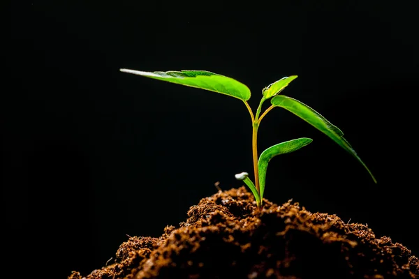 Groeiende maïs Sprout in veld — Stockfoto