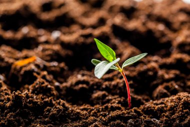 Alanda büyüyen mısır Sprout