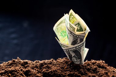 yerden büyüyen dolar