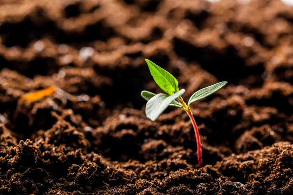 Groeiende maïs Sprout in veld — Stockfoto