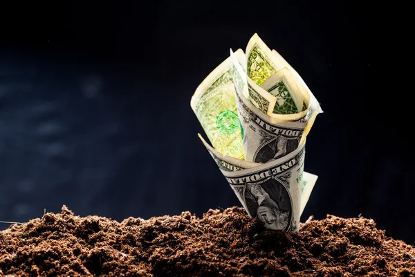 Dollars growing from the ground — Stock Photo, Image