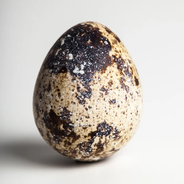 Bıldırcın yumurta Grey — Stok fotoğraf