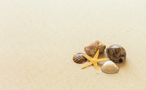 Conchiglie sulla sabbia della spiaggia — Foto Stock