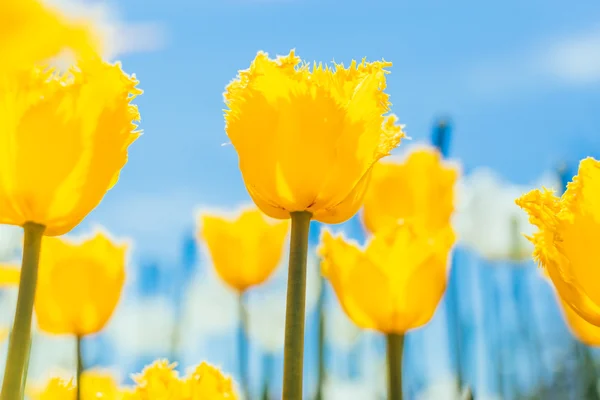 Tulips in spring and blue sky — Stock Photo, Image