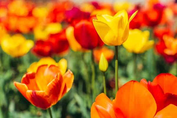 Барвисті червоні і жовті тюльпани — стокове фото
