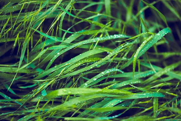 湿的鲜草 — 图库照片