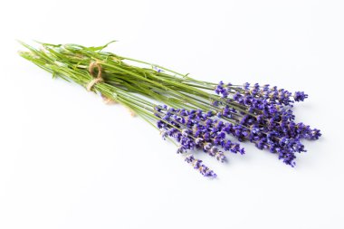 izole lavanta çiçekleri