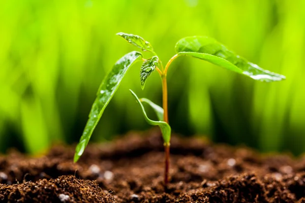 Young sprout in springtime — Stock Photo, Image