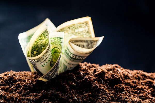 American dollars grow from the ground 