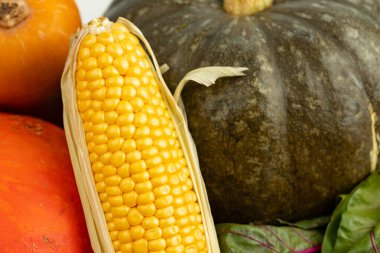 Balkabağı ve mısır kabağı. Yaklaş.