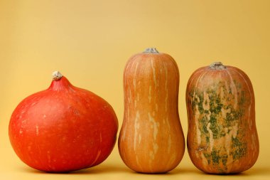 Sarı arkaplan görünümlü turuncu balkabağı