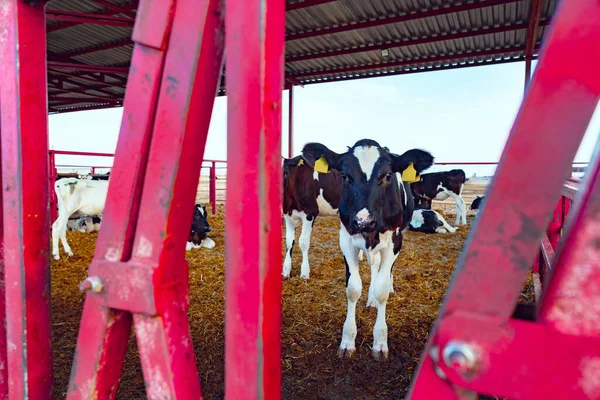 Vaqueiro moderno ao ar livre com rebanho de vacas leitosas — Fotografia de Stock