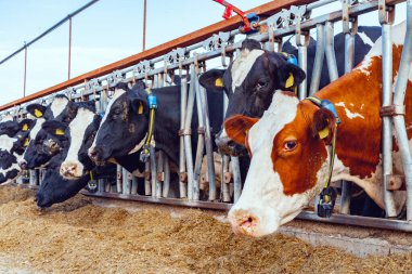 Açık bir ahırda saman yiyen inekler.