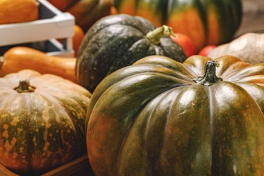 Kuyruklu balkabağına yaklaş.