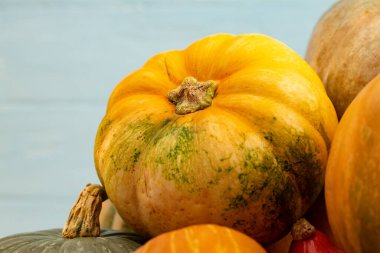 Ahşap zemin üzerinde küçük kabak çeşitleri