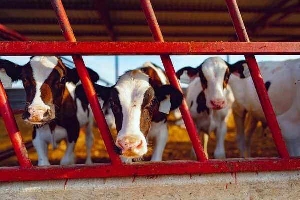Grande galpão com vacas leitosas na fazenda — Fotografia de Stock