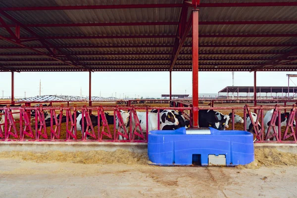 Modern friluftshydda med flock mjölkkor — Stockfoto