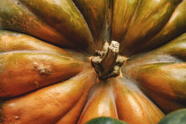 Close up de abóbora grande com cauda — Fotografia de Stock