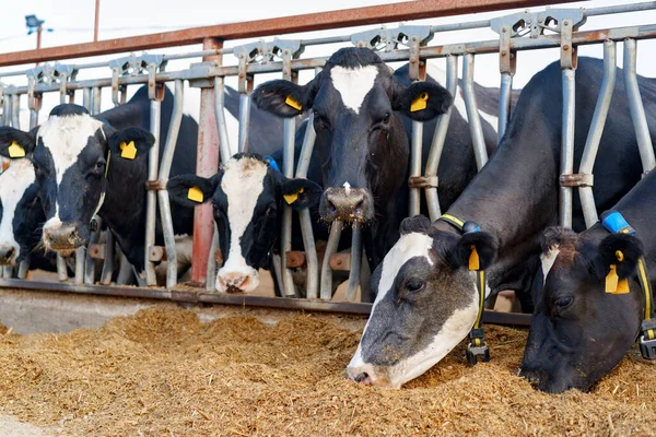 Koeien melken die hooi eten in een koeienstal buiten — Stockfoto