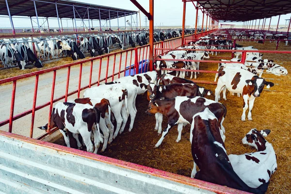 Moderní venkovní kravína se stádem dojnic — Stock fotografie