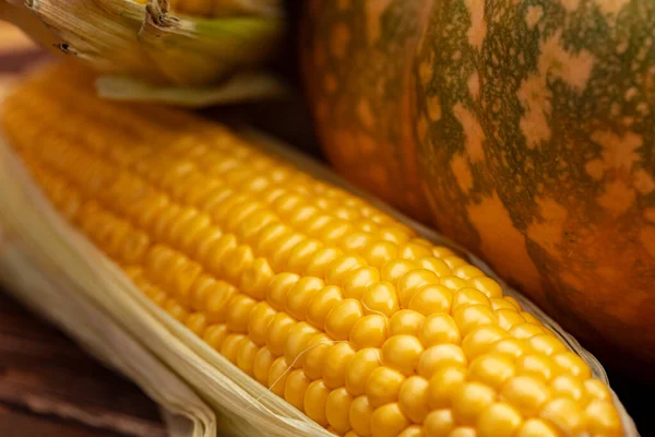 Calabazas y mazorca de maíz de cerca — Foto de Stock