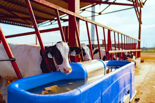 Mléčná kráva pitná voda na moderní farmě — Stock fotografie