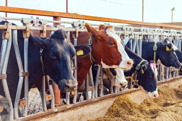Velká kravína s mléčnými krávami na farmě — Stock fotografie