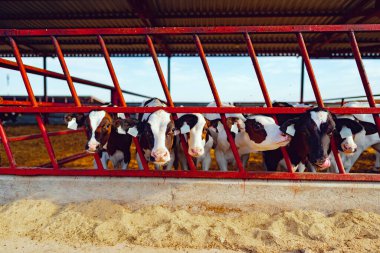 Sütlü inek sürüsüyle modern açık hava ineği.