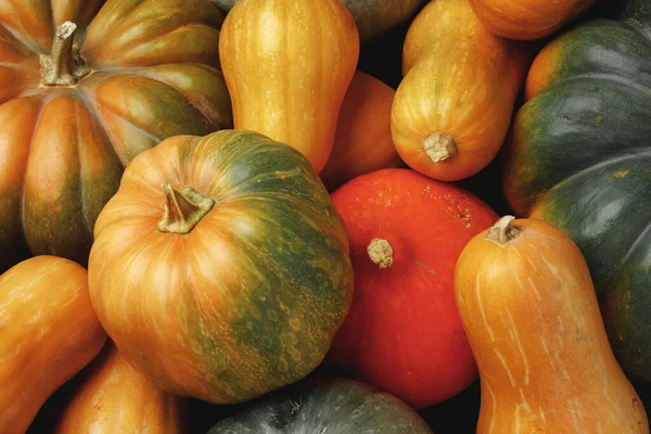 Viele bunte Kürbisse, Herbst saisonaler dekorativer Hintergrund — Stockfoto