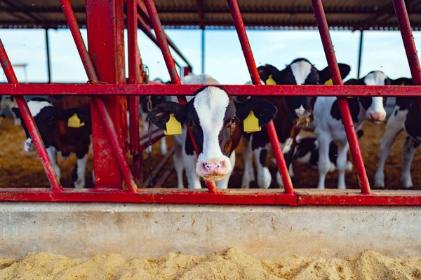 Grande galpão com vacas leitosas na fazenda — Fotografia de Stock