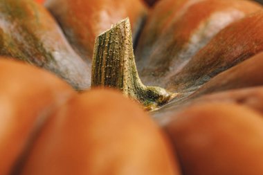 Kuyruklu balkabağına yaklaş.