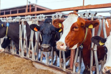 Çiftlikte süt inekleri olan büyük bir inek ahırında.