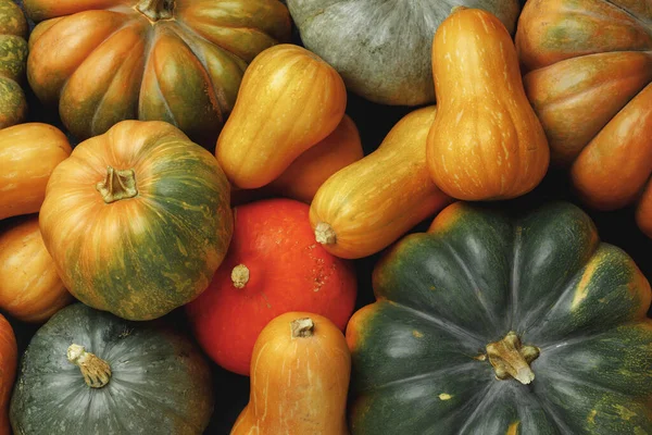 Muchas calabazas multicolor, fondo decorativo estacional otoño —  Fotos de Stock