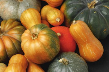 Birçok renkli balkabağı, sonbahar mevsimsel dekoratif arka plan