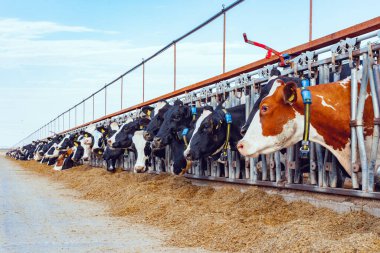 Açık bir ahırda saman yiyen inekler.