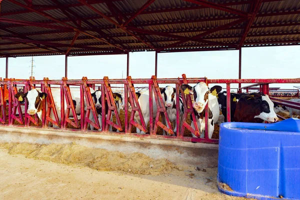 우유를 넣은 젖소 떼와 함께 있는 현대의 옥외 겁쟁이들 — 스톡 사진