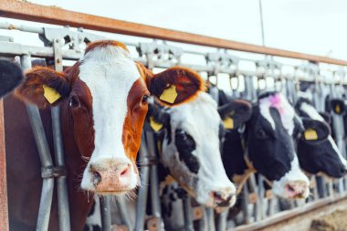 Çiftlikte süt inekleri olan büyük bir inek ahırında.