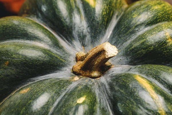 Close up of big pumpkin with tail — Stock Photo, Image