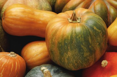 Birçok renkli balkabağı, sonbahar mevsimsel dekoratif arka plan