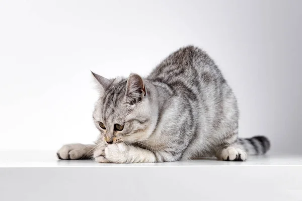 Scottish straight cat tabby on white background — Stock Photo, Image