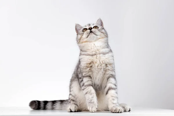 Escocês gato reto tabby no fundo branco — Fotografia de Stock