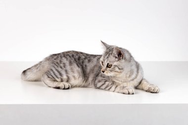 Beyaz arka planda İskoç düz kedi portresi