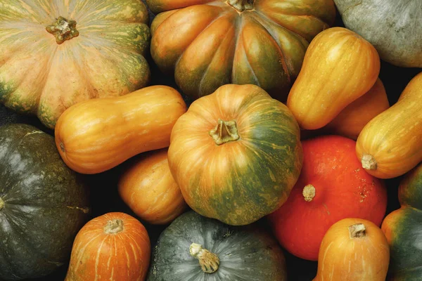 Viele bunte Kürbisse, Herbst saisonaler dekorativer Hintergrund — Stockfoto