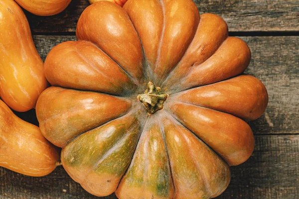 Close up of big pumpkin with tail — Stock Photo, Image