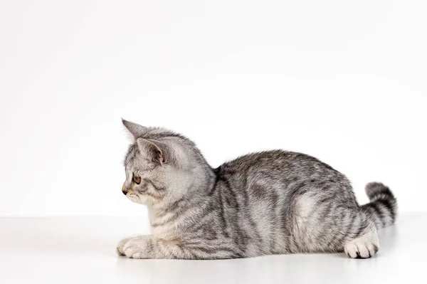 Porträt eines schottischen Kätzchens auf weißem Hintergrund — Stockfoto
